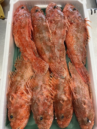 イズカサゴ8入約6.8kg(釣)