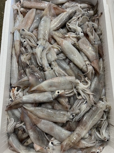 スルメイカバラ約5.5kg(巻網)