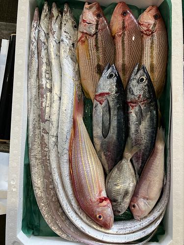 鮮魚BOX約5kg(底曳)