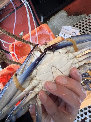 ガザミ12入約3.1kg(沿岸)