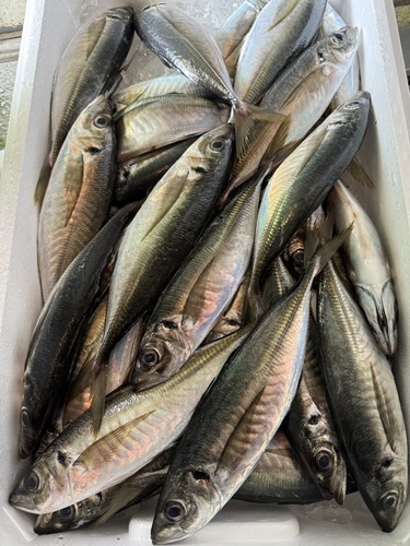 アジ(どんちっち)２００g前後サイズ約5kg(巻網)