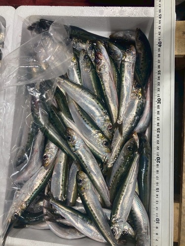 中羽イワシ約60g約3kg(沿岸)