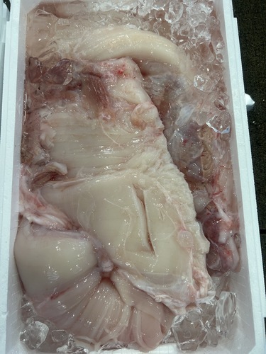 マンボウ約13kg(定置)