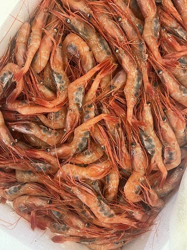甘エビ200入約3.3kg(底曳)