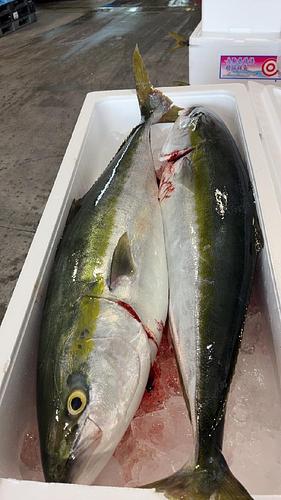活〆ブリ(天然)2入約11kg(巻網)