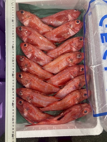 キチジ11/12入約3kg(底曳)