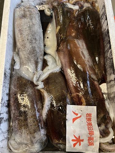 アオリイカ6入約5.9kg(定置)