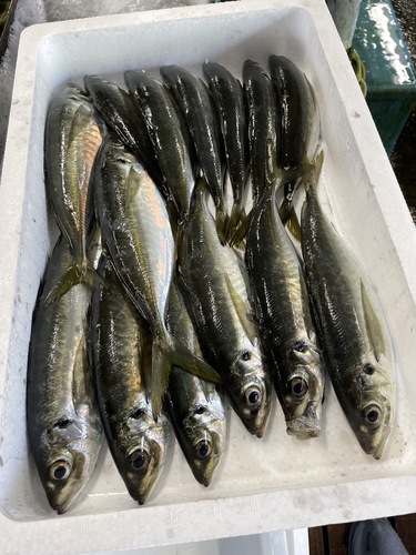 マアジ14入約2.7kg(定置)