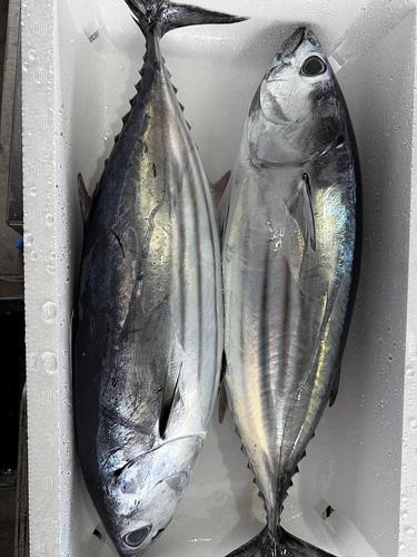 カツオ【業務用の鮮魚仕入れならウーオ】