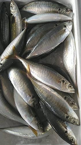 丸アジ約5kg(定置)