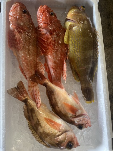 鮮魚BOX5入約3.3kg(釣)