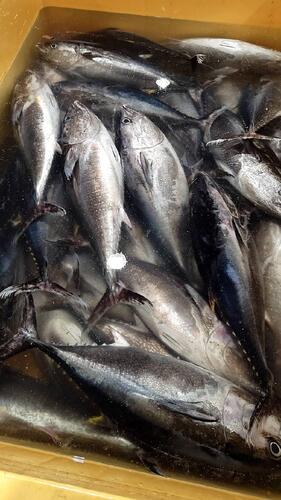 本めじ10㌔前後1入約10kg(定置)