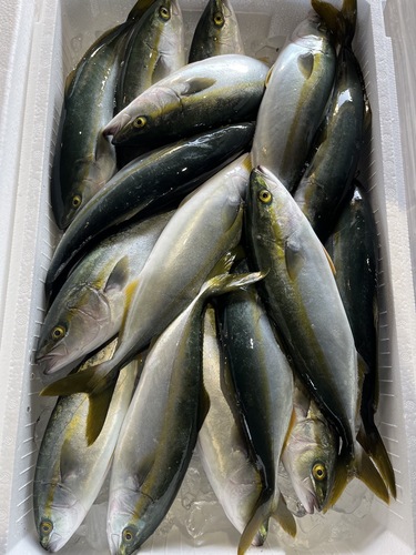 ツバス15尾前後約5.5kg(定置)