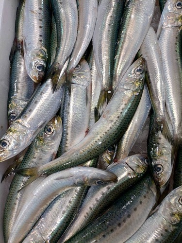 中小羽イワシ約40/50g約3kg(定置)