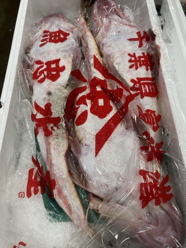 コチ3入約3kg
