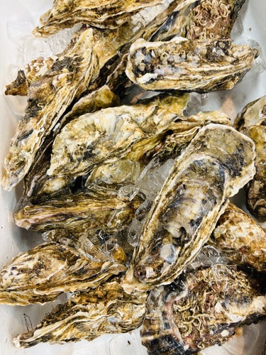 活カキ200gアップ40入約8kg(養殖)