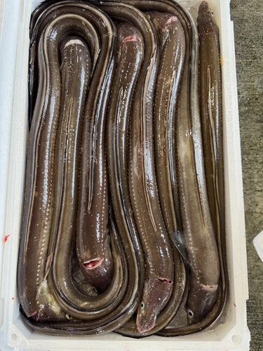 活〆アナゴ8入約6kg(カゴ)