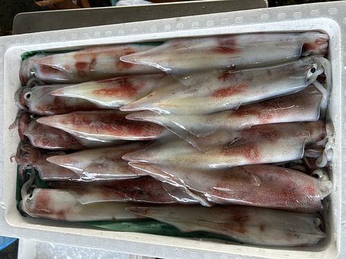 ケンサキイカ16入約4kg(定置)