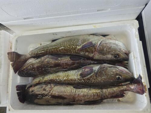 マダラ12〜9㌔4入約11kg(刺網)