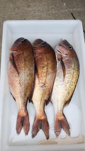 神経〆マダイ（養殖）1.5~2.0kg3入約5.6kg