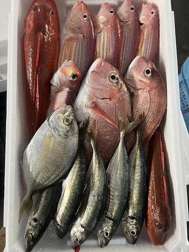 鮮魚BOX約5.1kg(釣)