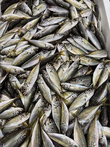 豆アジ約7kg(定置)