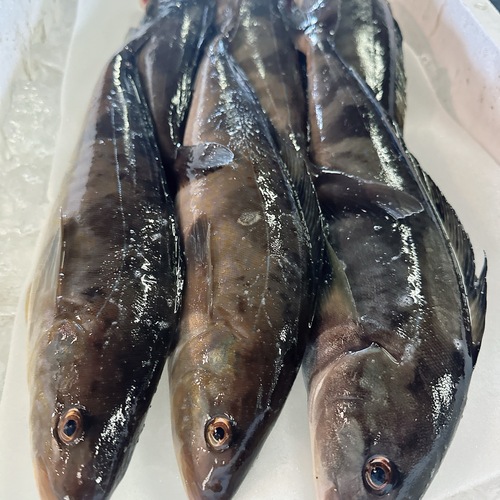 活〆ホッケ6入約3.5kg(定置)