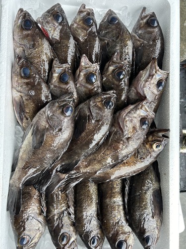 クロメバル約200g約5kg(刺網)