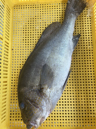 コロダイ1入約3kg(釣)