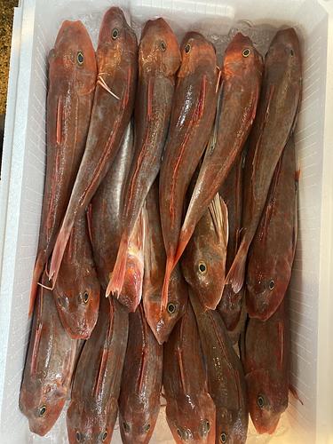 ホウボウ17入〜19入18入約5.5kg(底曳)