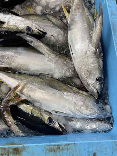 キハダマグロ4入約5.5kg(釣)