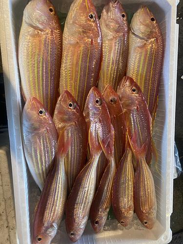 イトヨリダイ14入約4kg(釣)