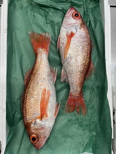 アカムツ2入約1.8kg(底曳)