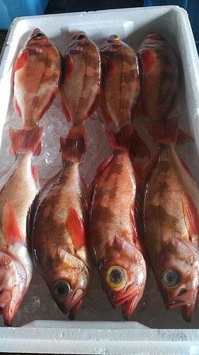 ウスメバル8入約3.2kg(釣)