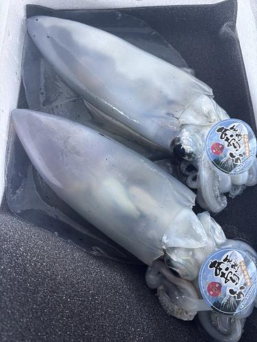 アオリイカ(定置)