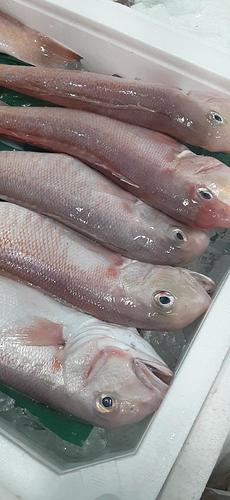 シロアマダイ10入約2.9kg(釣)
