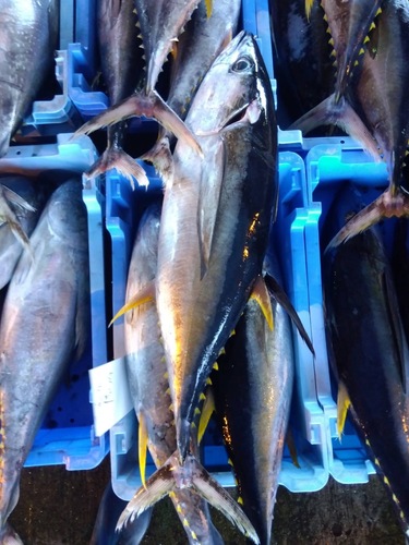 キメジマグロ16/20k1入約16kg(定置)