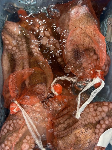 マダコ600上約7kg(沿岸)