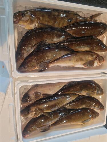 ホッケ6入約5kg