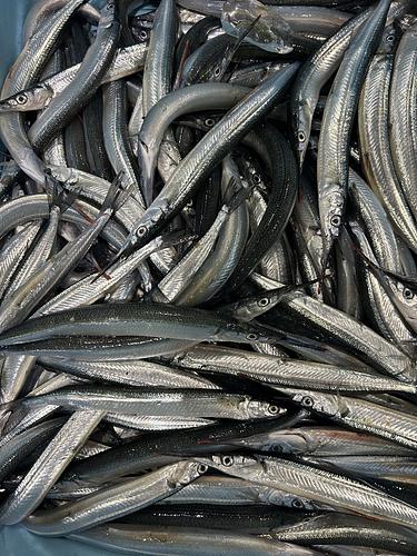 サヨリ40g約3kg(沿岸)