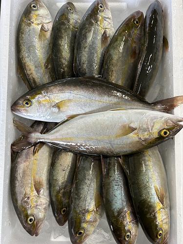 カンパチ12入約5.3kg(定置)