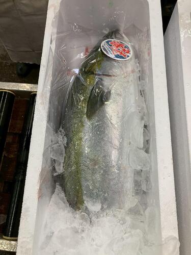 ブリ11-13k台2入約12kg(定置)