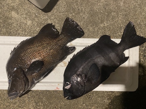 活〆鮮魚BOX1入約6.4kg(銛突)