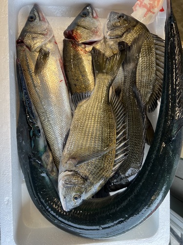 鮮魚BOX約5.2kg(定置)