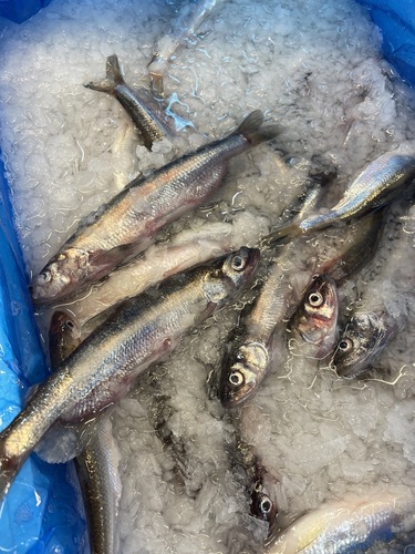 シシャモ約3kg