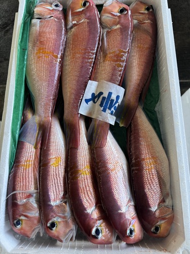 活〆アマダイ(釣)