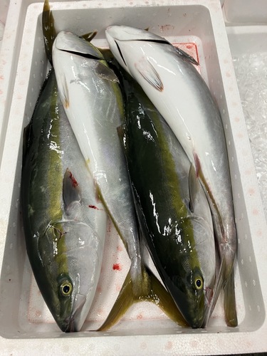 活〆ツバス4入約8.5kg(釣)