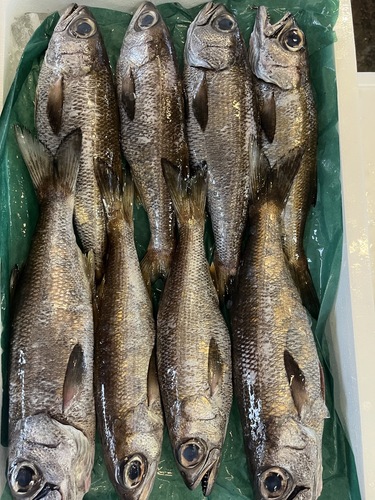 クロムツ8入約3kg