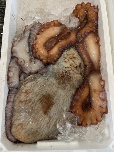 活〆水ダコ1入約8.2kg(底曳)
