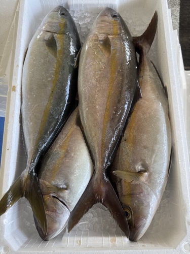 活〆カンパチ６㌔前後4入約5.9kg(定置)
